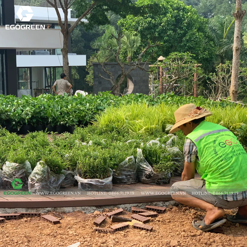 EGOGREEN lựa chọn những giống cây tốt nhất từ làng nghề cây cảnh 800 năm ở Nam Định.